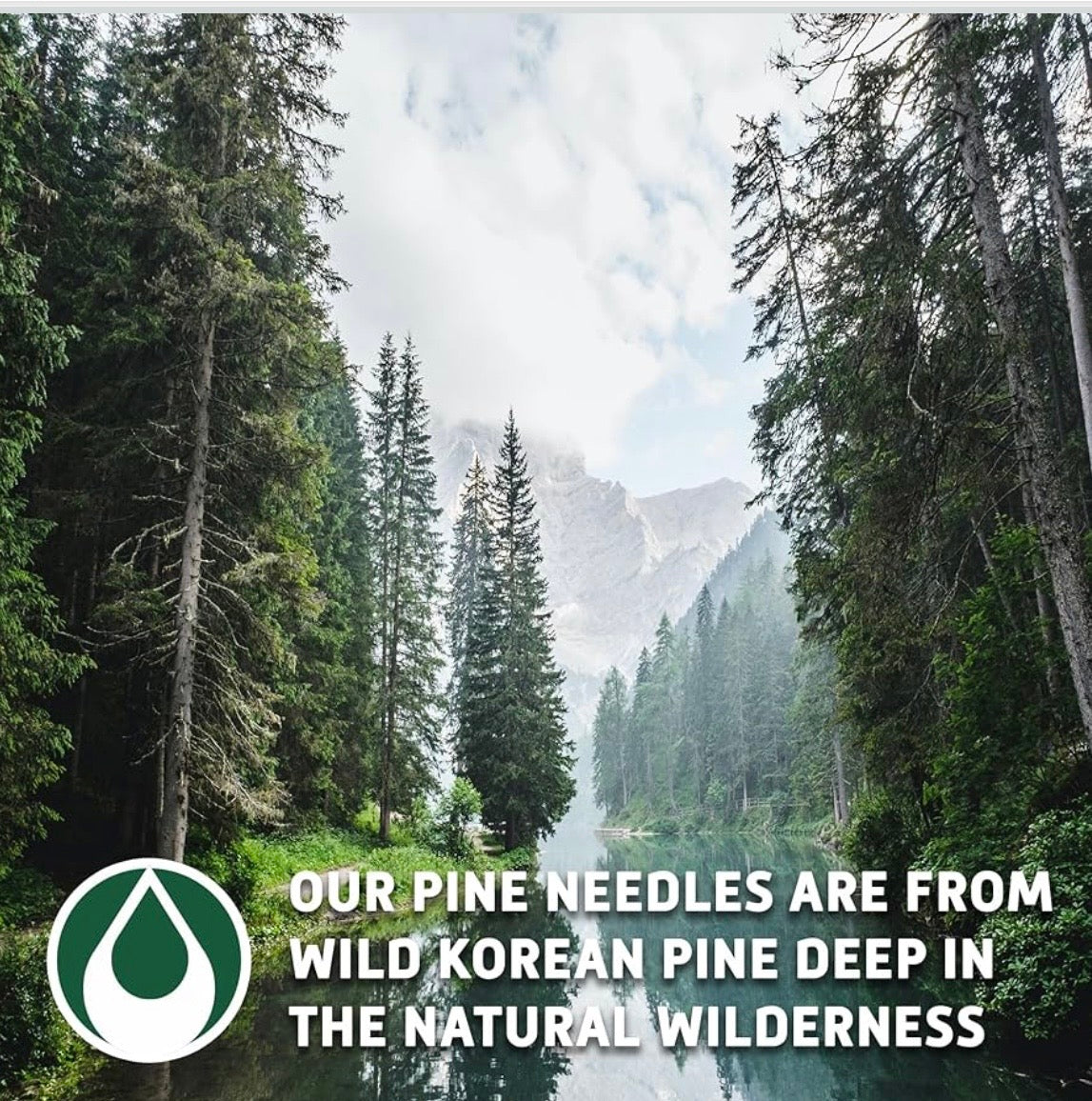 Pine Needle Loose Tea - Antioxidant, Detox