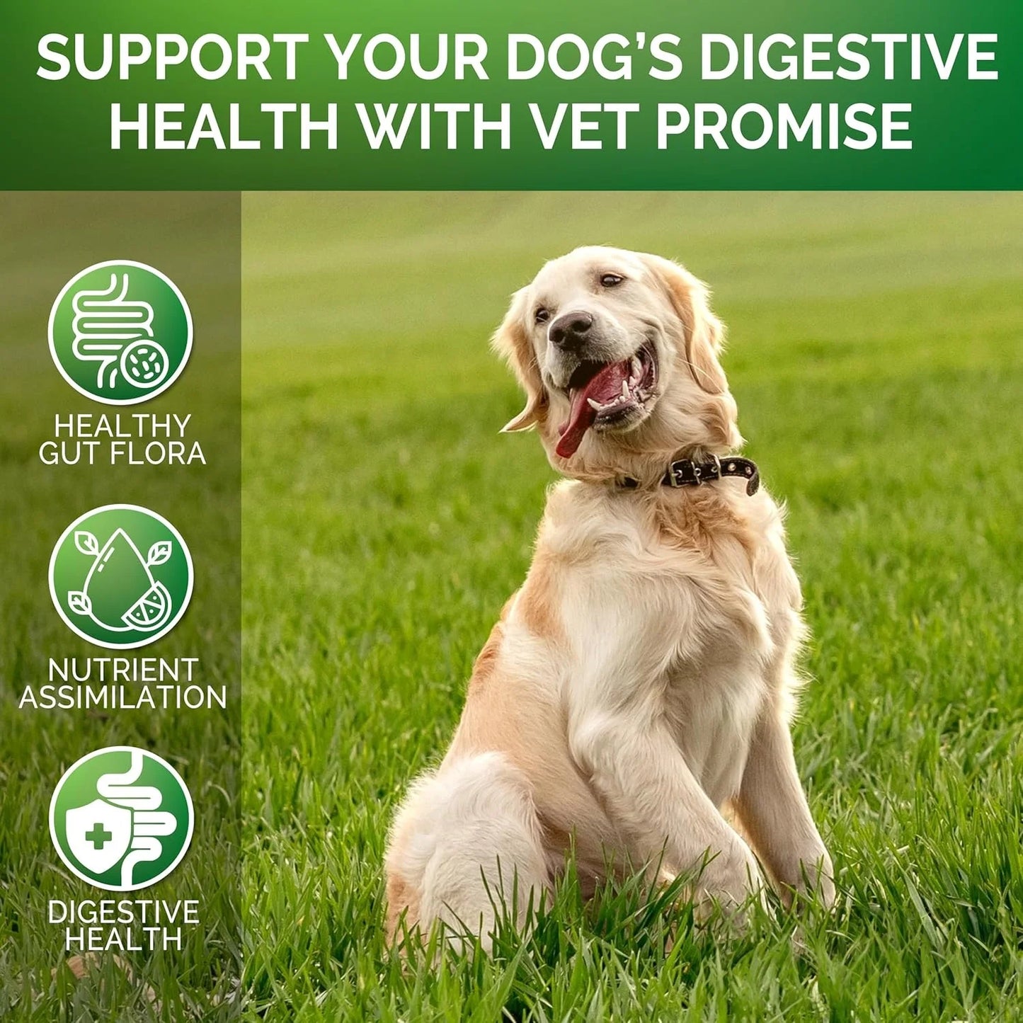 Probiotics for Dogs-  - Relieve stomach sensitivity and dog gut health probiotics - Digestive Remedies 120 Chews